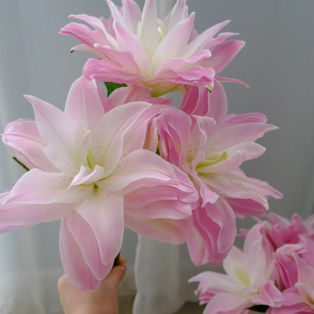 【莲花皇后】重瓣香水白百合 | 全场任意满两单顺丰包邮（早市直播）