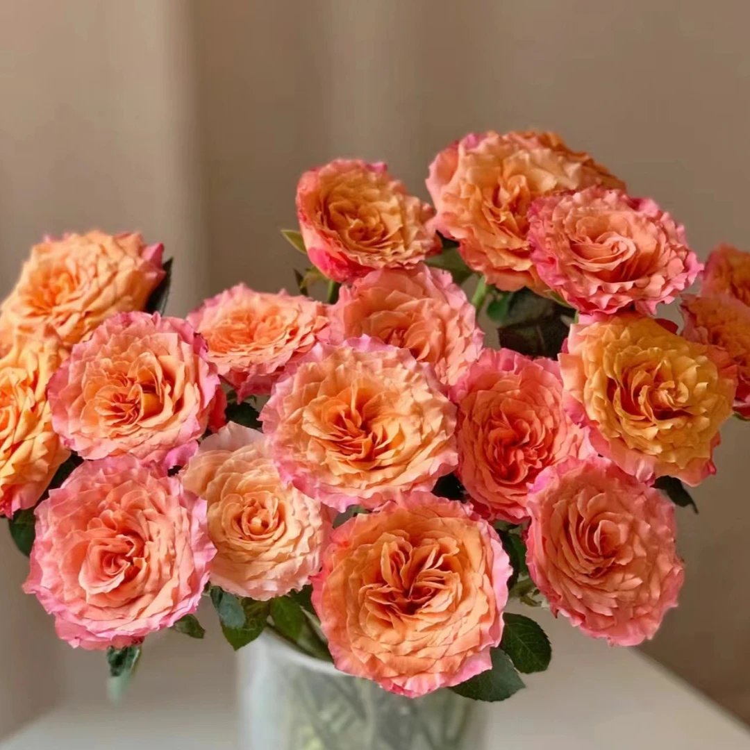 【火灵鸟AK】20枝单头玫瑰  | 全场任意满两单鲜花包邮