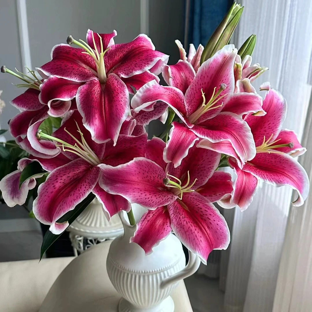 【黑美人】黑美人香水百合 | 全场任意满两单鲜花包邮