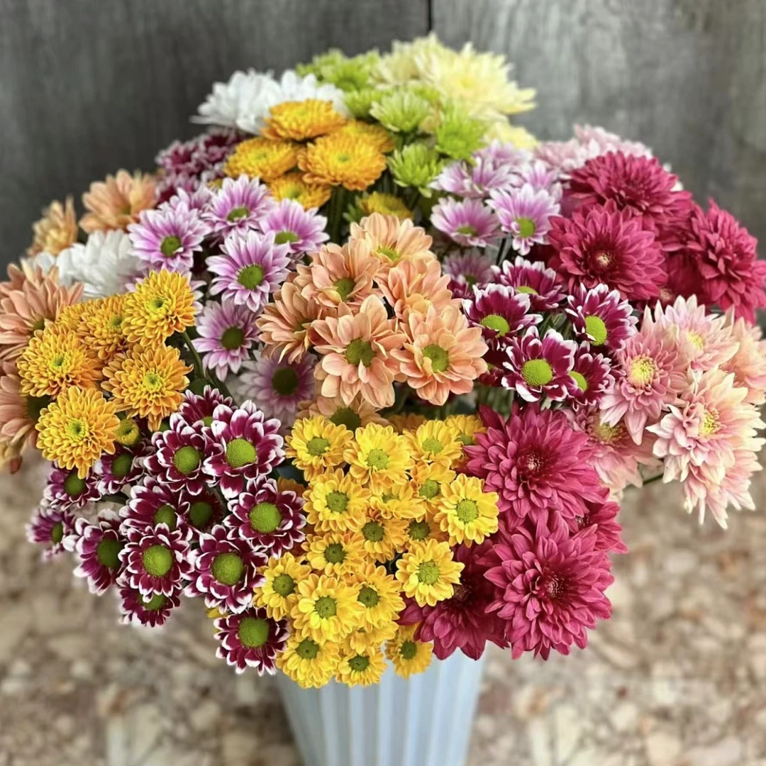 【小雏菊】10枝混色小雏菊 | 全场任意满两单鲜花包邮