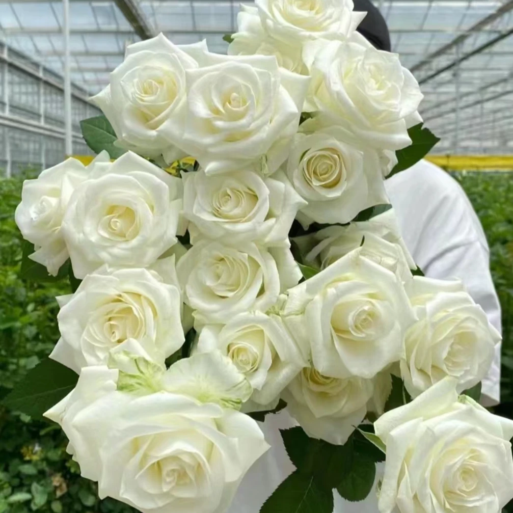 【骄傲10支+折射5支+茉莉花1把+绿铃草1把】
