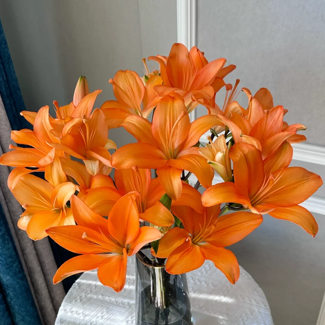 【橙色梦想AK】橙色梦想亚百合 无香型 | 全场任意满两单鲜花包邮