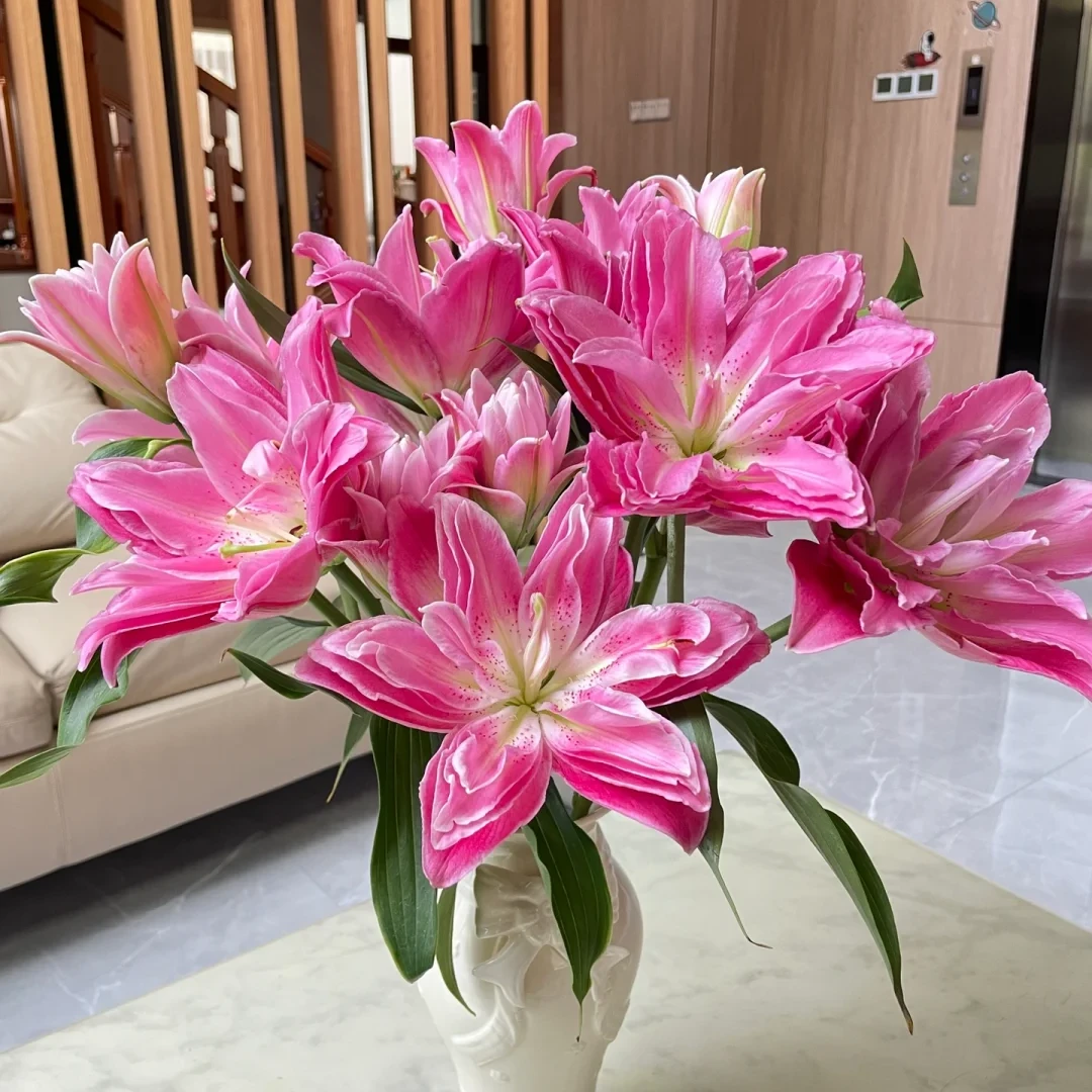 【紫莲花香水百合】重瓣香水 | 全场任意满两单顺丰包邮（早市直播）