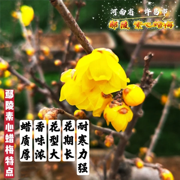 鄢陵蜡梅 盆景素材 矮霸蜡梅 品种蜡梅季高杆庭院 实物标拍下单