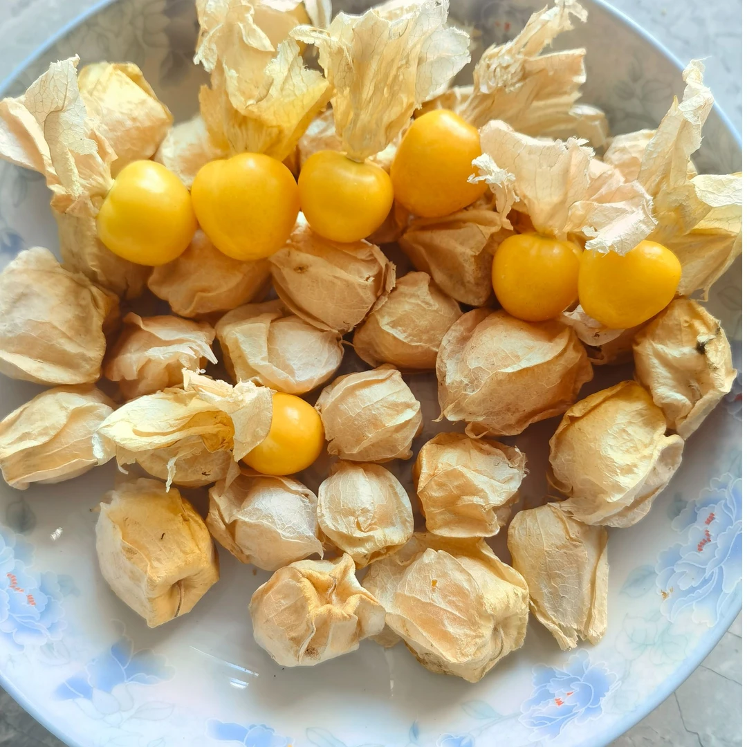 《东北白石沟黄姑娘儿》洋姑娘中果 甜口