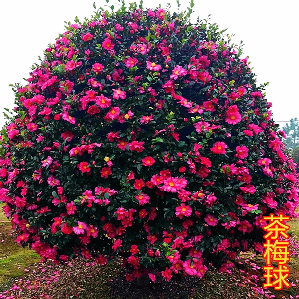 精品茶梅 茶梅球 茶梅树 耐寒花卉 地栽 庭院