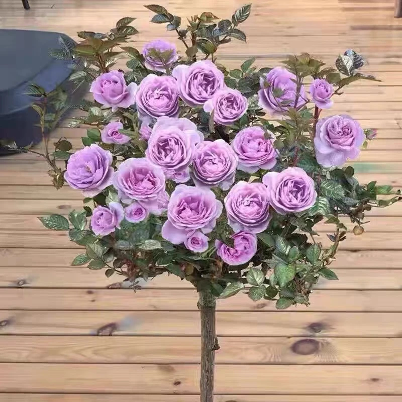 蓝色风暴树桩月季棒棒糖