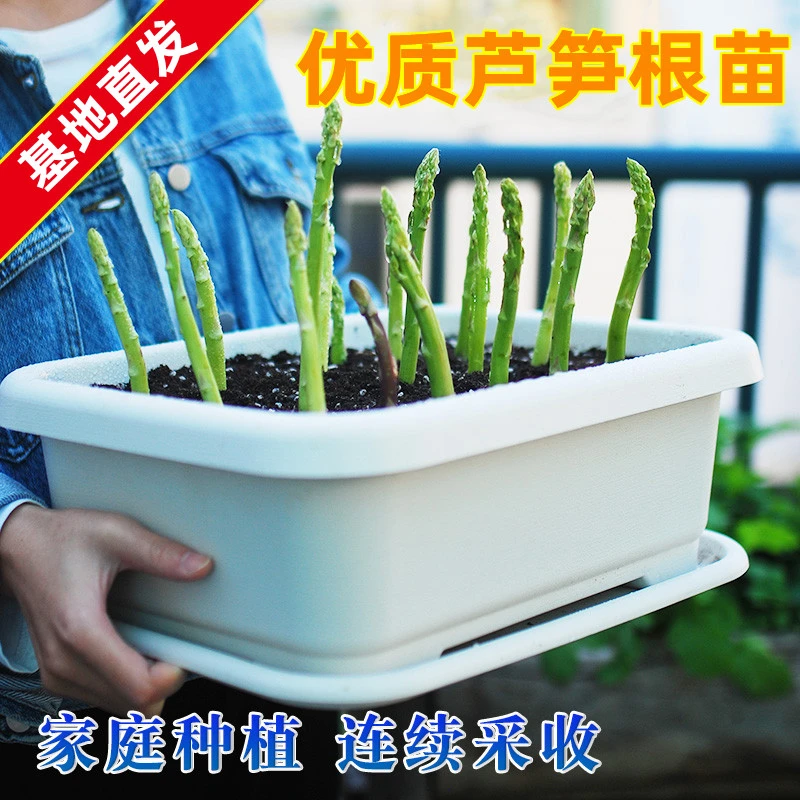 四季芦笋苗 耐寒耐热 盆栽地栽均可当年采收裸根根茎干湿浇水