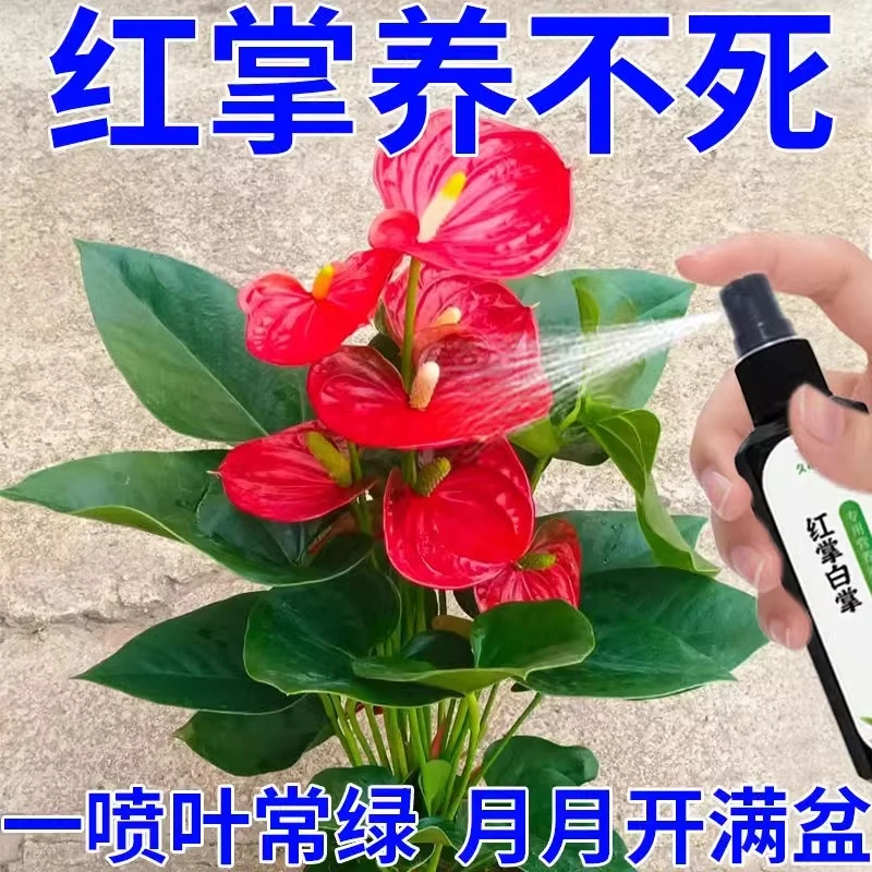 【一喷活】红掌白掌专用营养液专治黄叶枯萎催花促花家用液体肥