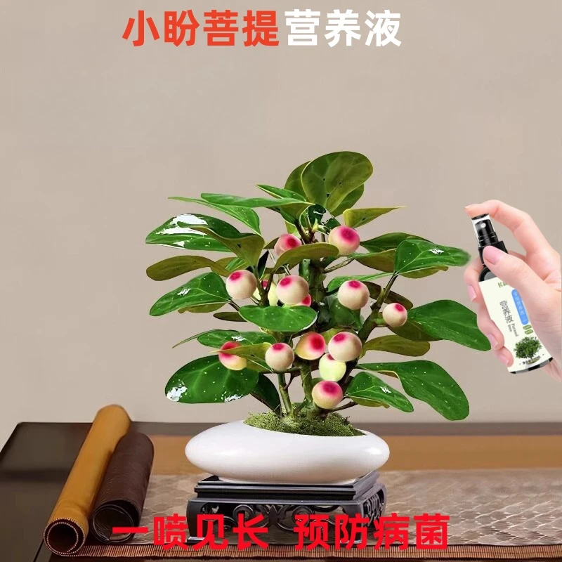 小盼菩提营养液四季绿植物肥防黄叶枯萎液体肥促开花结果
