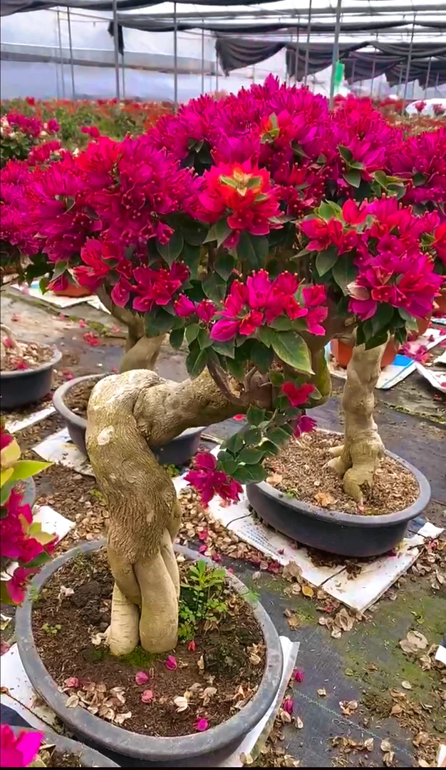 塔紫小桃红三角梅四季开花，开花机器（一物一拍）