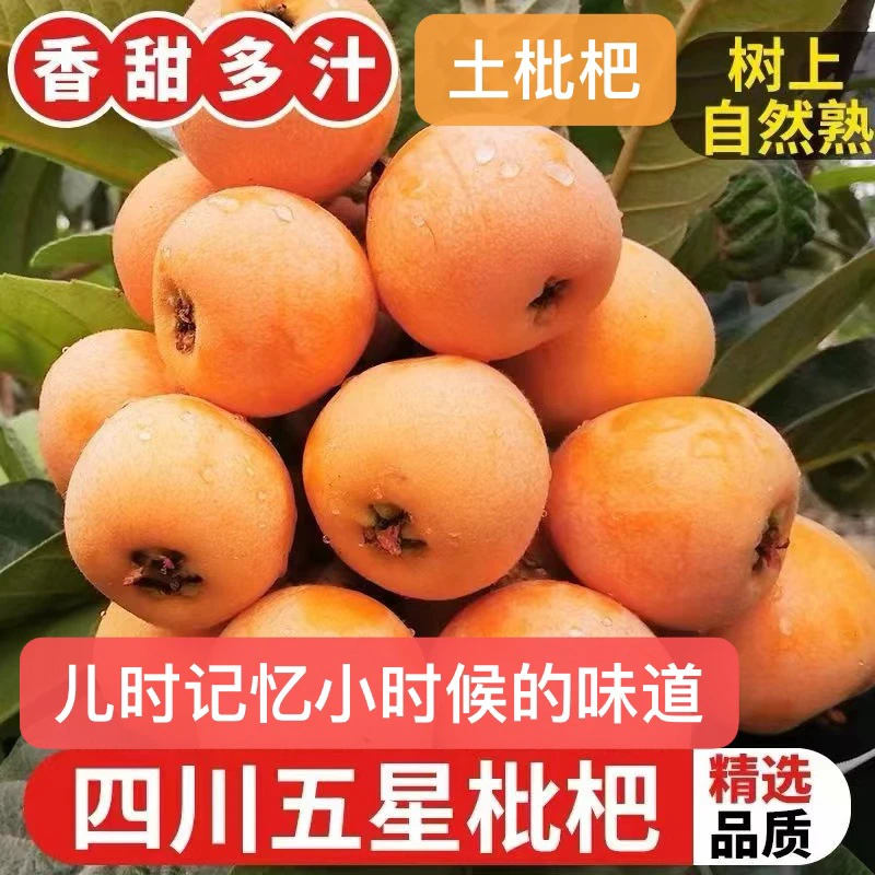 [土枇杷]四川高山精选大果土枇杷五星枇杷新鲜2/3/5斤装坏果包赔