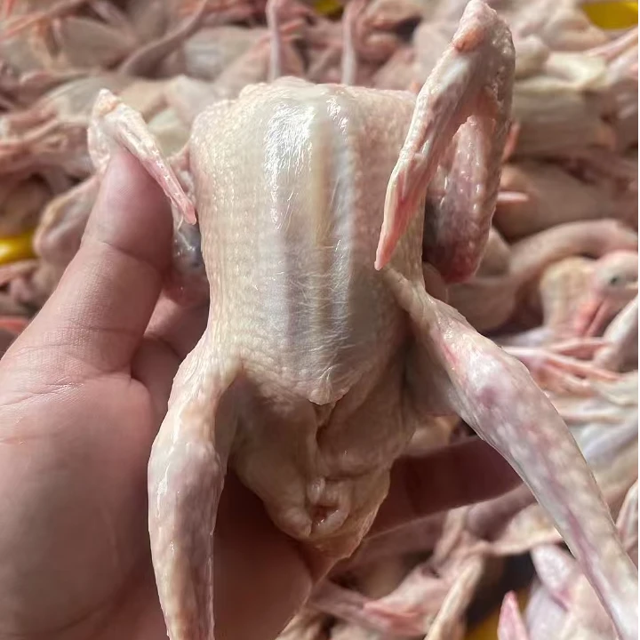 新鲜老鸽{4只装}顺丰冷链包邮