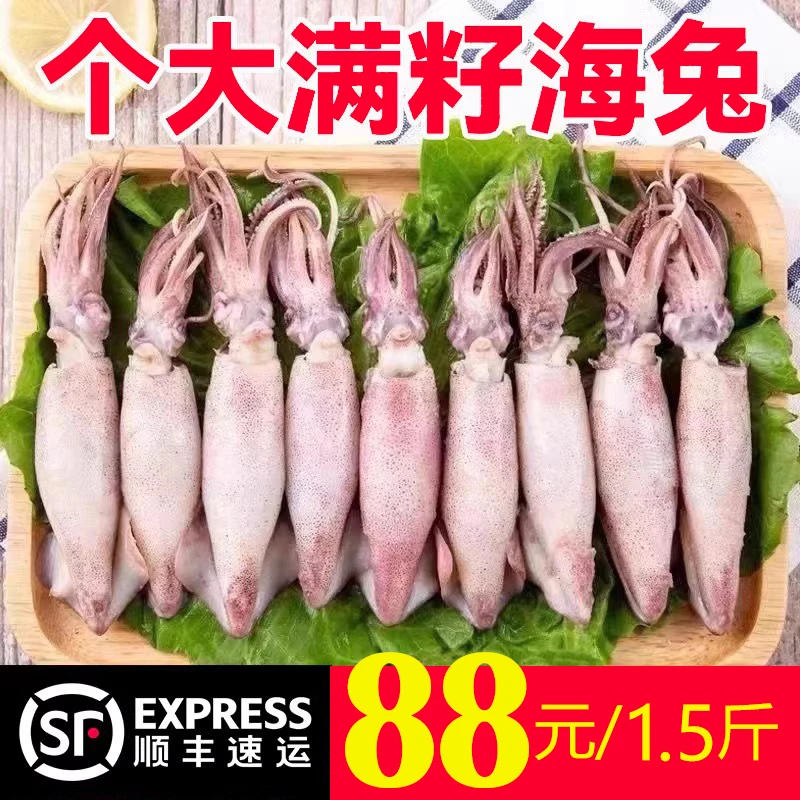 1.5斤大号全母海兔（满籽）带膏 十成肥度！新鲜籽乌笔管鱼