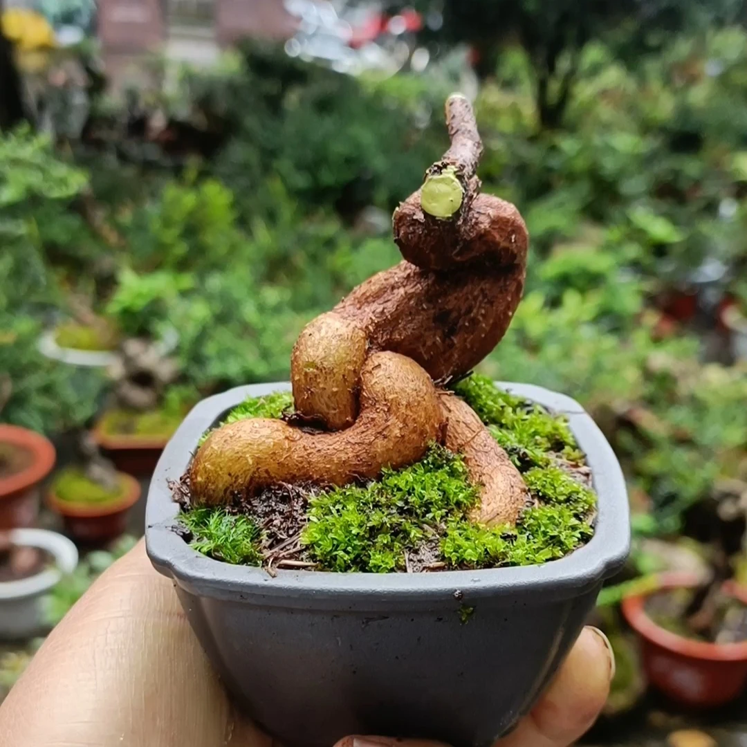 树萝卜盆栽一物一拍（喜欢.私拍随机发货）