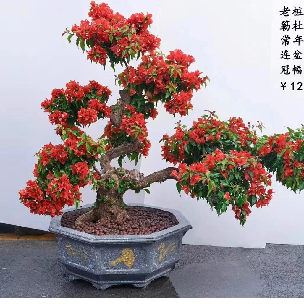 一物一拍 杜鹃花.映山红.室内阳台绿植花卉