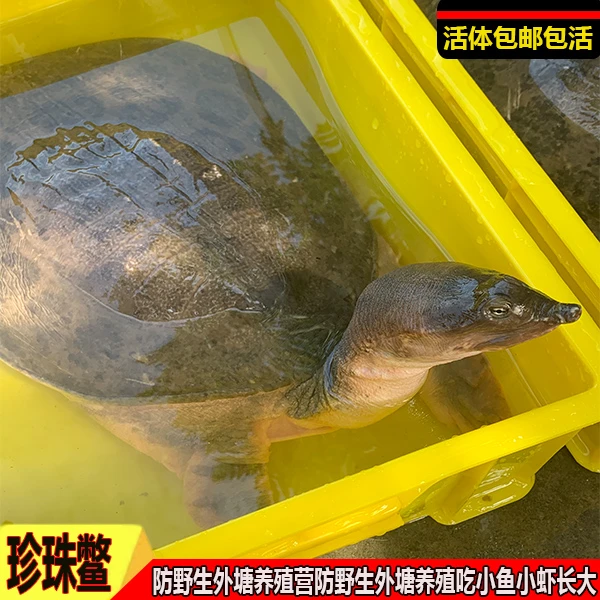 9斤多 珍珠鳖甲鱼鲜活食用外塘老鳖成年肉质富硒挑选煲汤包邮包赔