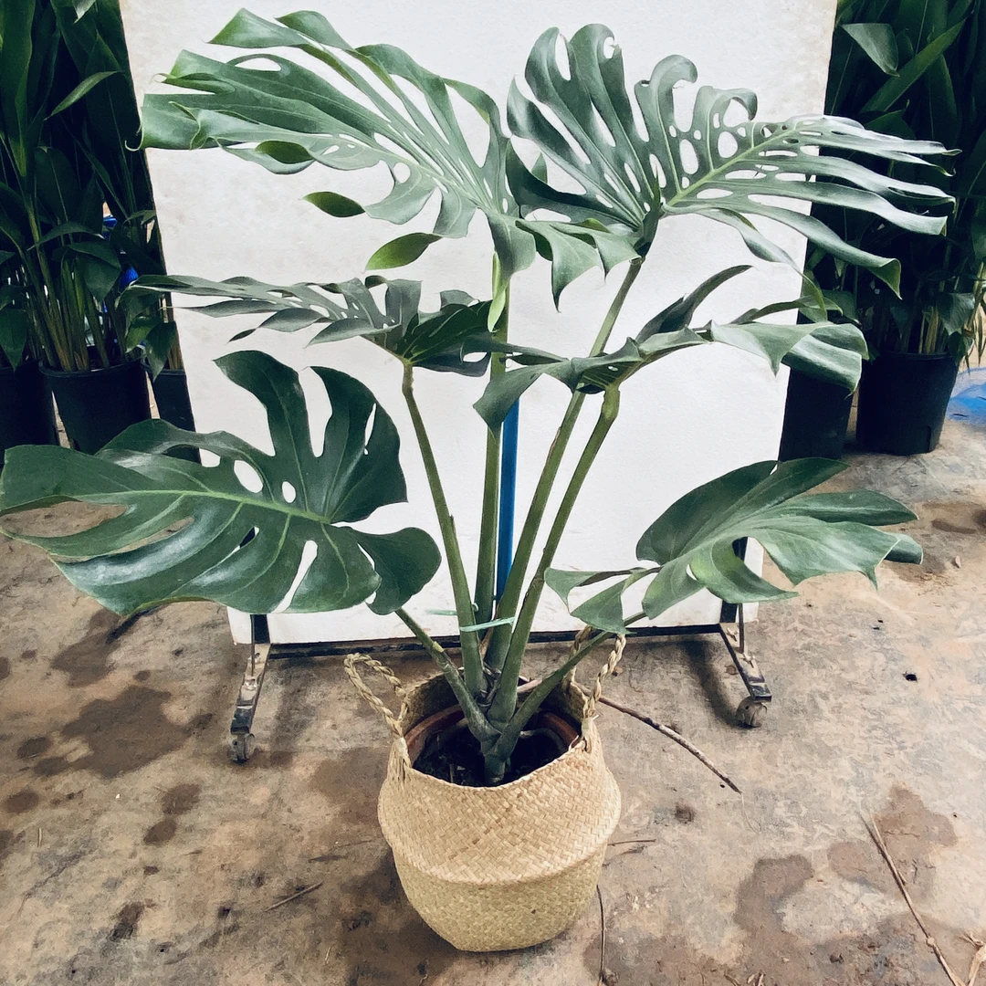 独杆老桩龟背竹盆栽绿植客厅北欧大型室内除甲醛植物