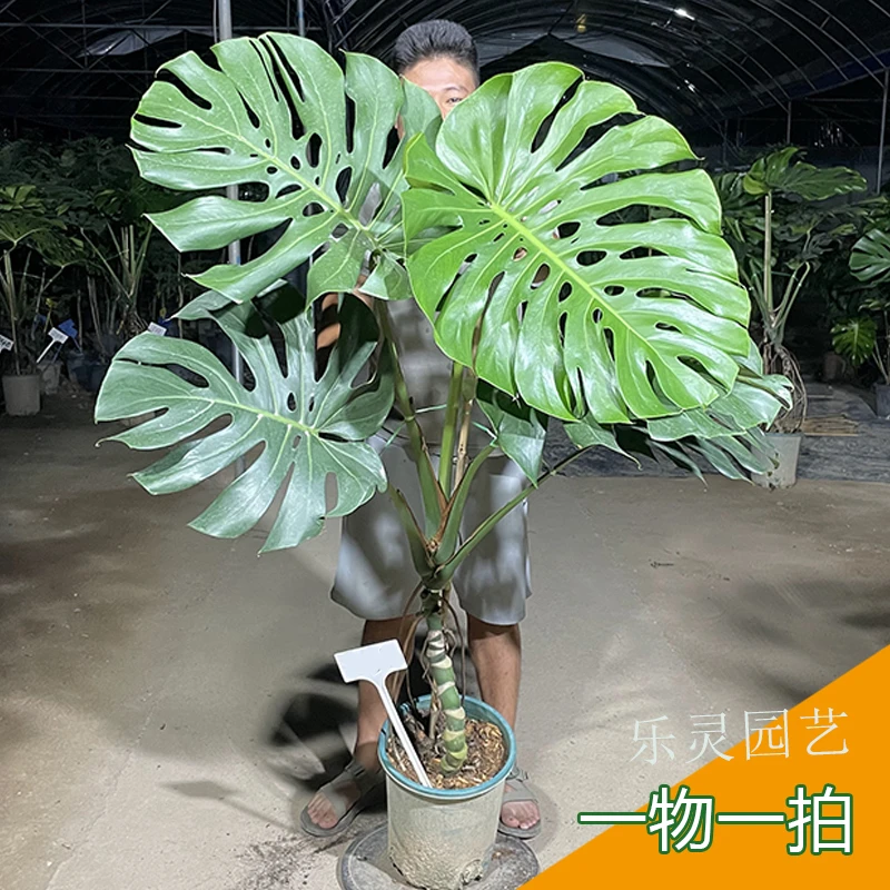 大叶巨型大龟背竹老桩根盆栽绿植物室内绿植龙鳞一物一拍乐灵园艺
