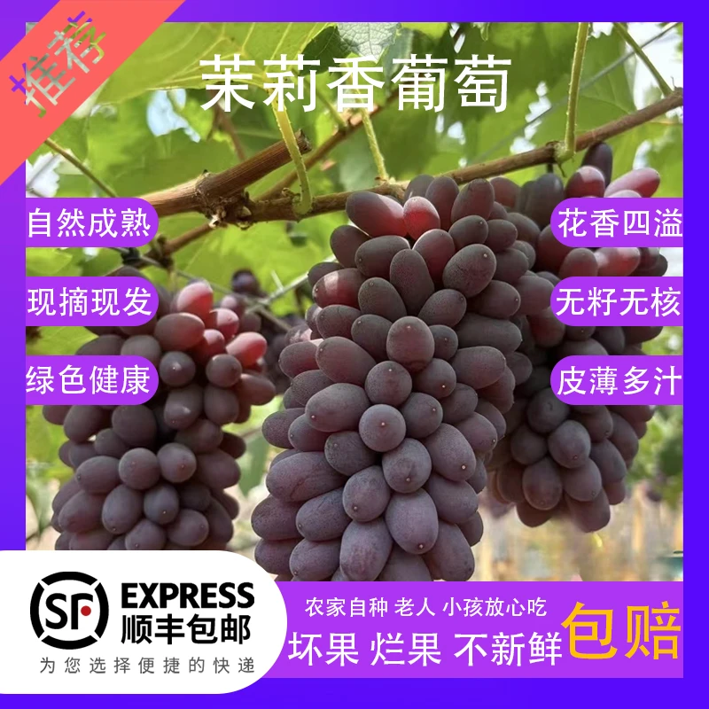 【顺丰包邮】云南春季茉莉香葡萄新鲜现摘现发货浓郁多汁水果