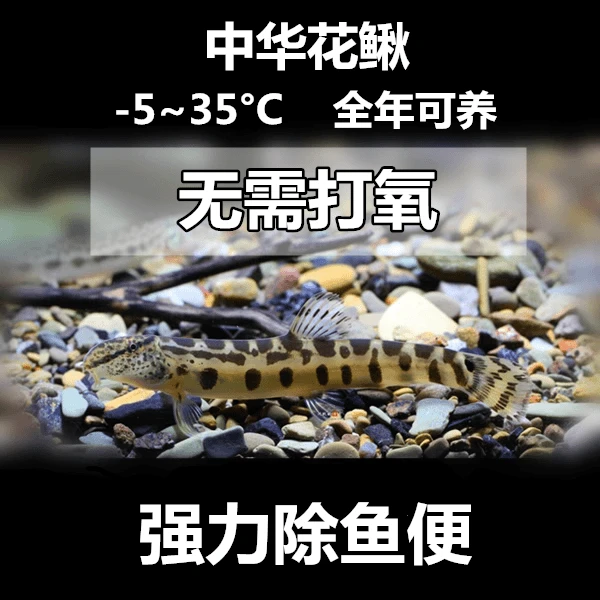 中华花鳅 冷水清道夫 清洁工鱼 清洁鱼缸鱼便龟便残渣 过滤水质