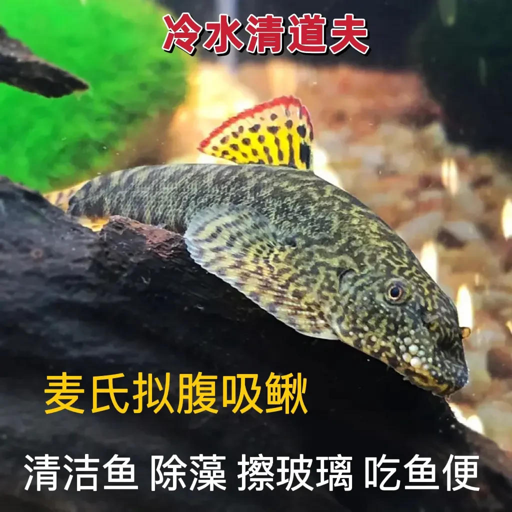 观赏鱼苗清道夫鱼小型鱼苗观赏淡冷水除藻清洁工鱼缸除粪便练手鱼