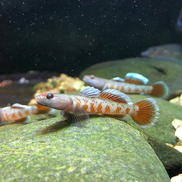 国产原生观赏鱼 小型虾虎鱼 周氏吻虾虎3厘米定水现货周氏虾虎