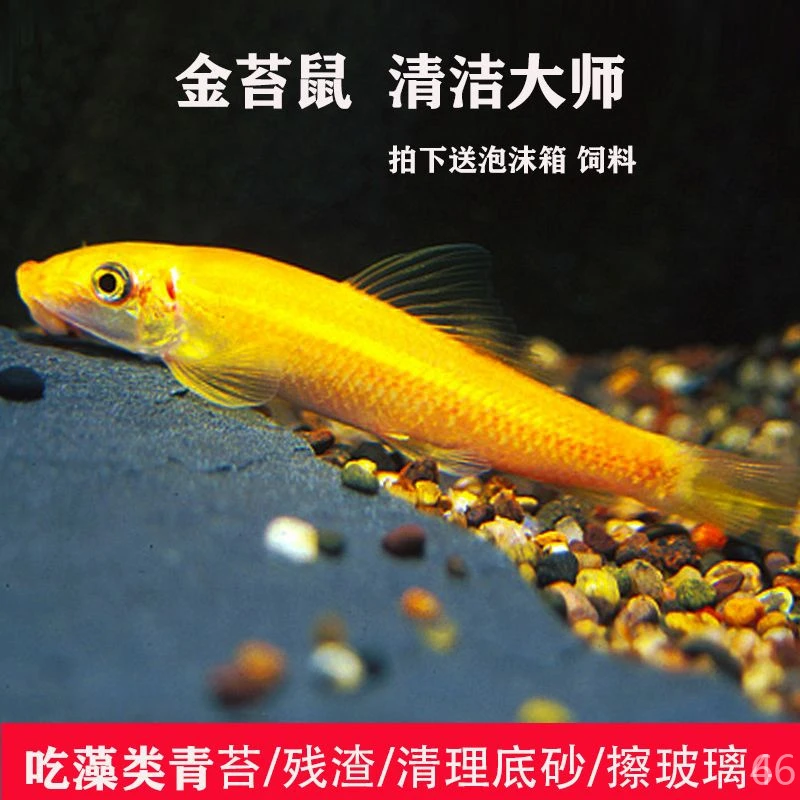 小型热带鱼清道夫鱼绿藻清洁鱼除鱼粪青苔垃圾家用观赏鱼宠物鱼