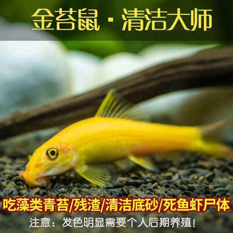 热带鱼清道夫鱼缸清洁工鱼金苔鼠除藻屎工具鱼淡水观赏鱼鼠金鱼