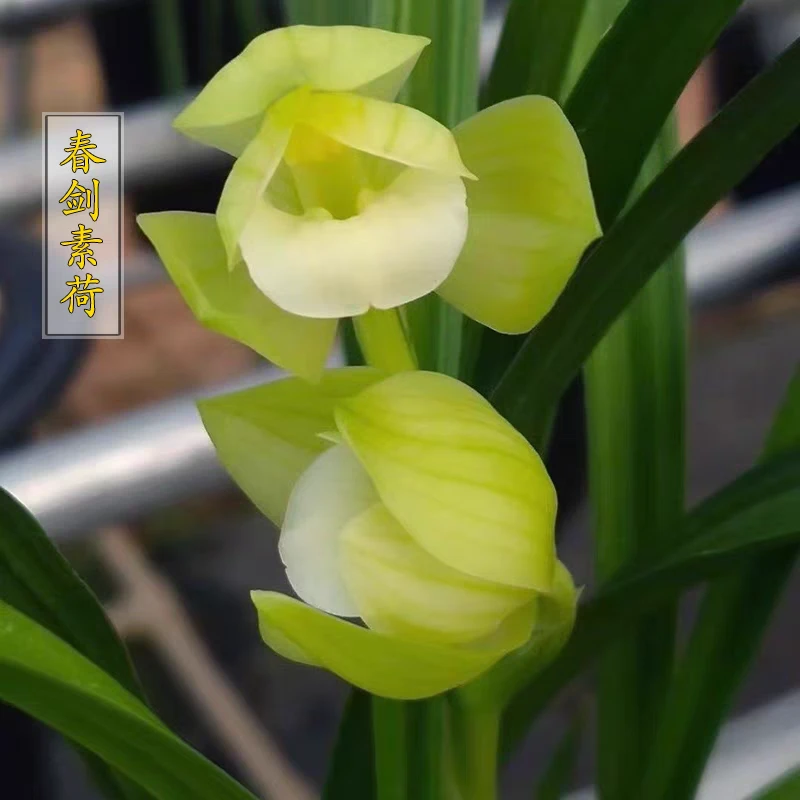 春剑【素荷】经典素花