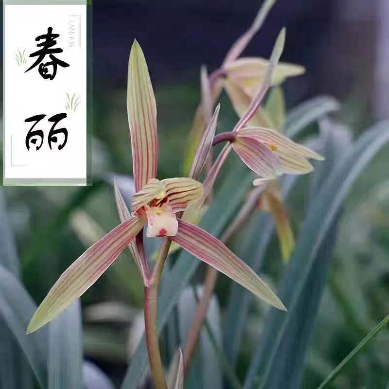 春兰【春丽】浓香型 花期11-3月份