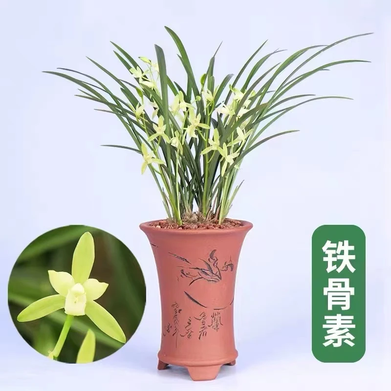 建兰【铁骨素】素花 花期6-11月份