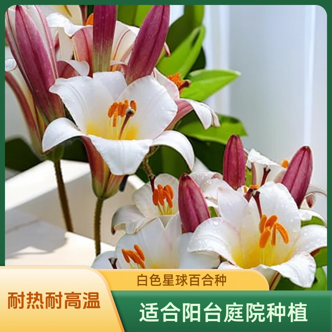 【喇叭百合-白色星球】1球18/20荷兰进口百合种球阳台庭院盆栽花