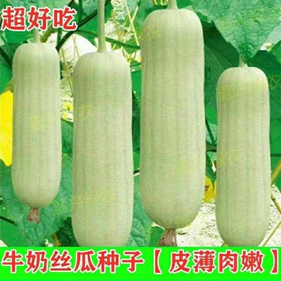 香玉白丝瓜种子肉丝瓜水瓜肉丝瓜大田奶油丝瓜搭架春季蔬菜种孑
