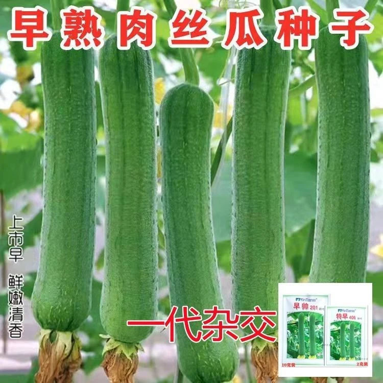 特早406丝瓜种子早熟丝瓜种子丰产抗性强耐寒性好四季均可种植