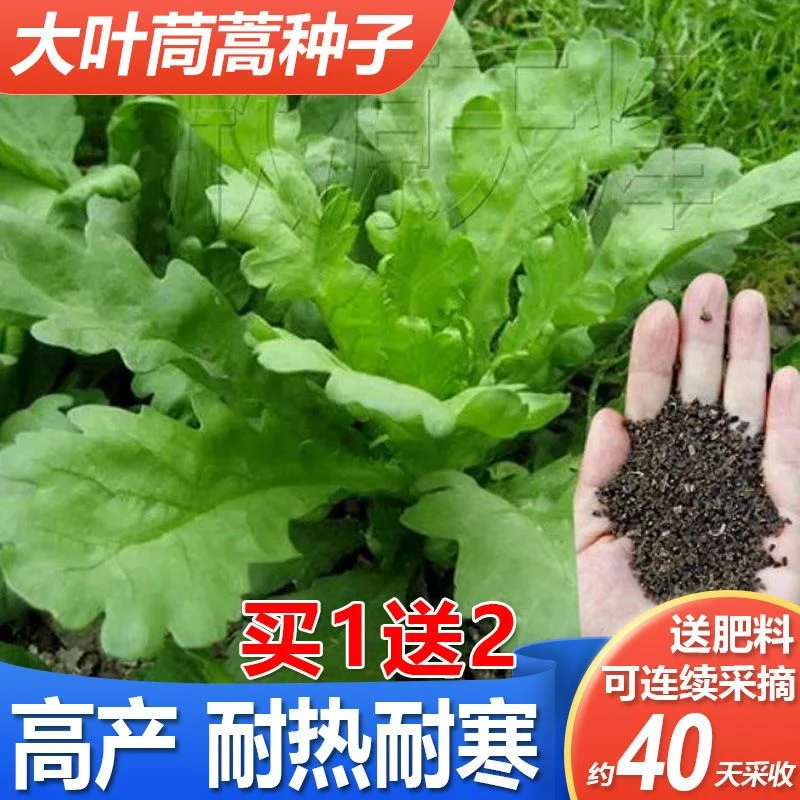 大叶茼蒿种子皇帝菜春夏秋冬盆栽阳台四季耐寒高产农家青蔬菜种子