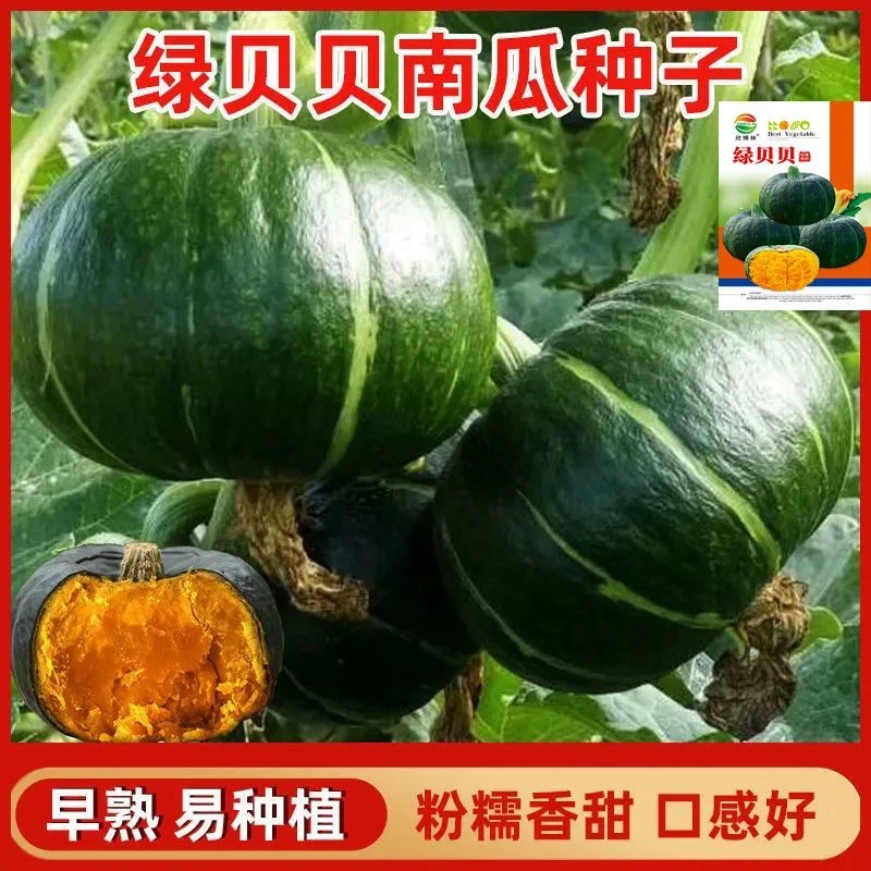 高产绿红贝贝南瓜种子板栗小南瓜种甜面香糯蔬菜种子大全四季可种