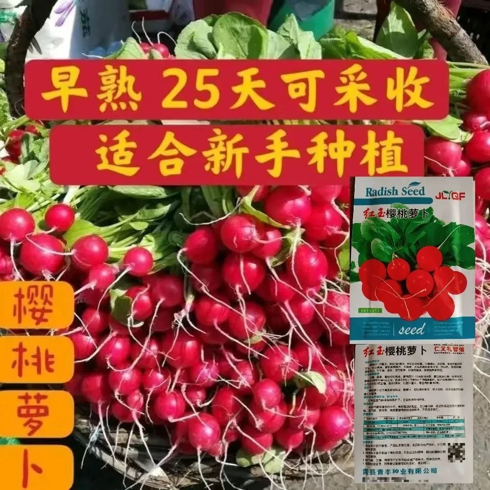 樱桃小萝卜种子迷你萝卜菜籽四季阳台盆栽早熟易种蔬菜水果萝卜籽