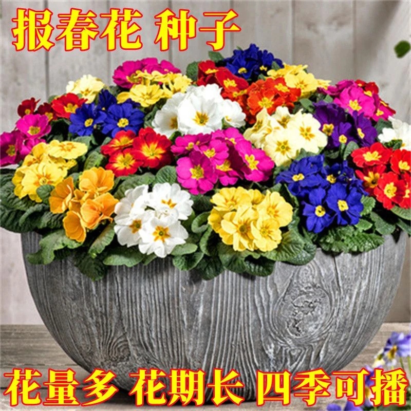 报春花种子四季易活花籽樱草花卉花种子耐寒盆栽庭院室外花种籽子