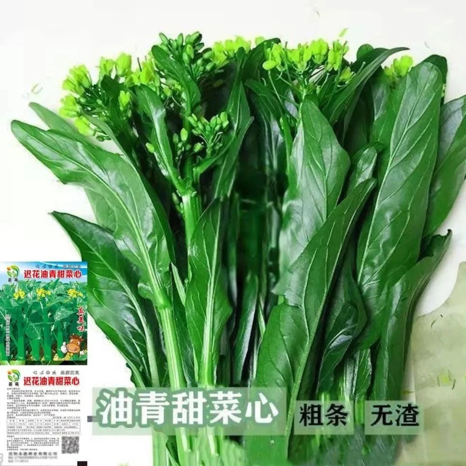 广东油青甜菜心种子四季甜菜心种子粗条青菜蔬菜春季蔬菜种子大全