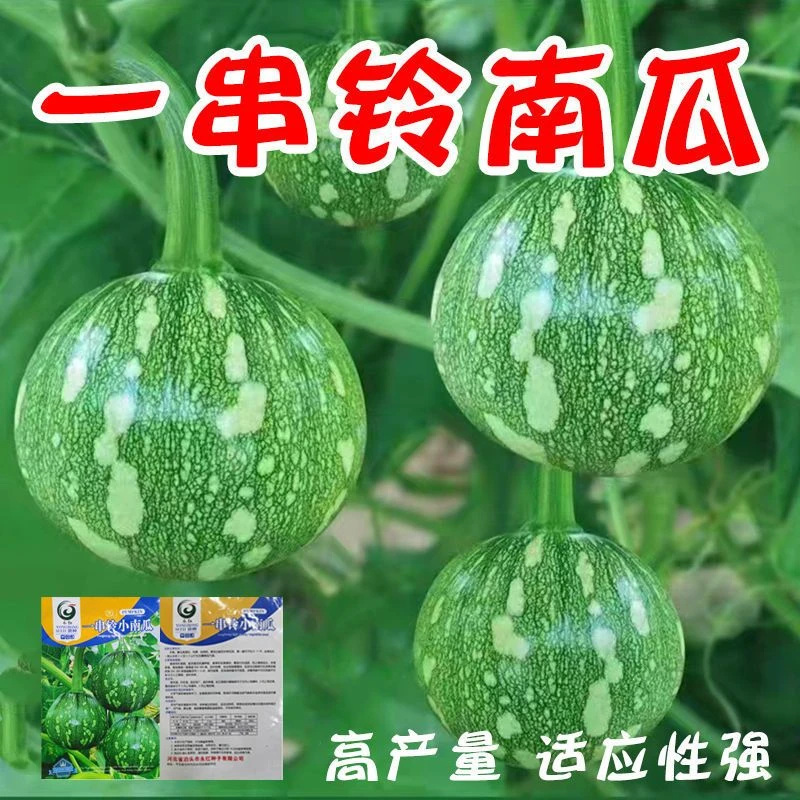 一串铃南瓜种子迷你花皮圆形早熟嫩小南瓜种四季蔬菜菜用高产耐寒