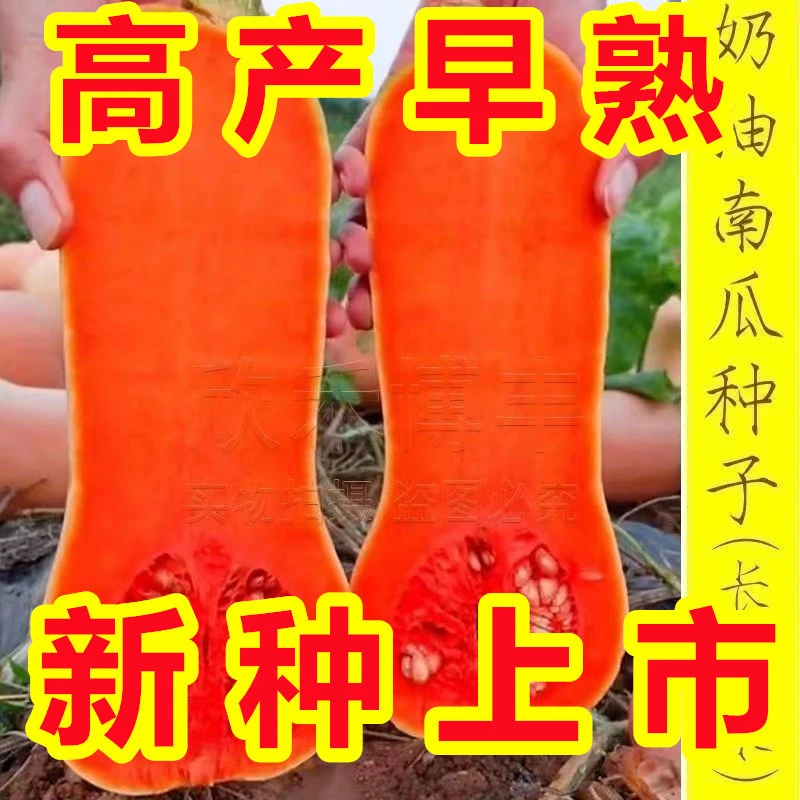 【新籽】奶油南瓜种子春季秋季四季香芋蜜本甜糯红板栗南瓜种籽