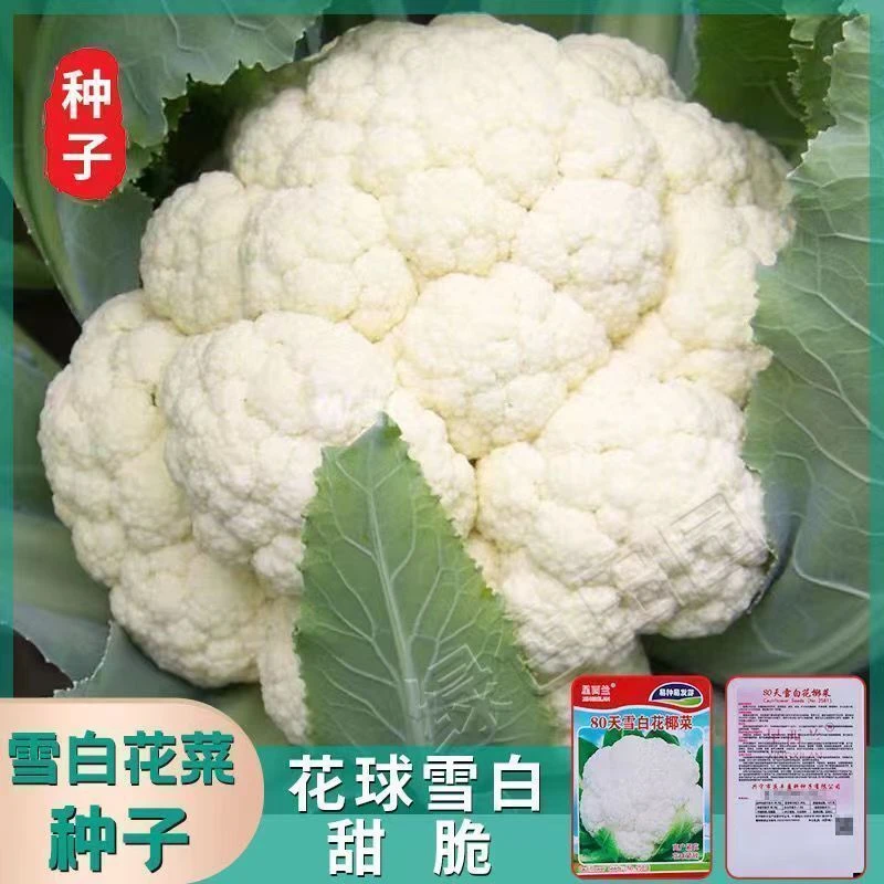 80天花菜种子有机花菜种子花椰菜高产耐热抗寒春夏秋三季蔬菜种孑
