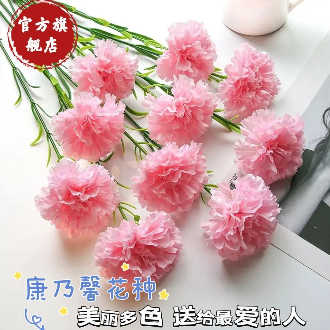 重瓣康乃馨种子四季开花易种活室内外庭院阳台植物花卉盆栽花种籽