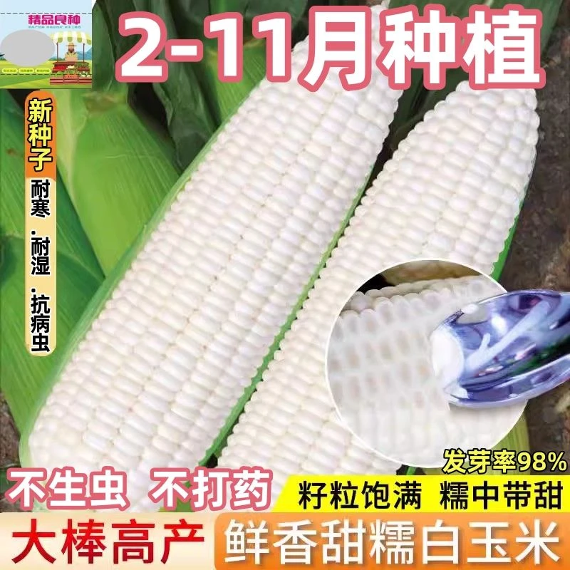 白甜糯玉米种子矮杆大棒水果玉米粘玉米种大田杂交春秋季蔬菜种子