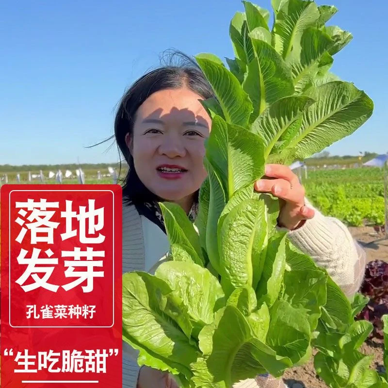 孔雀菜种子一年四季种耐寒沙拉高钙直立生菜种子盆栽冻不死菜籽冬