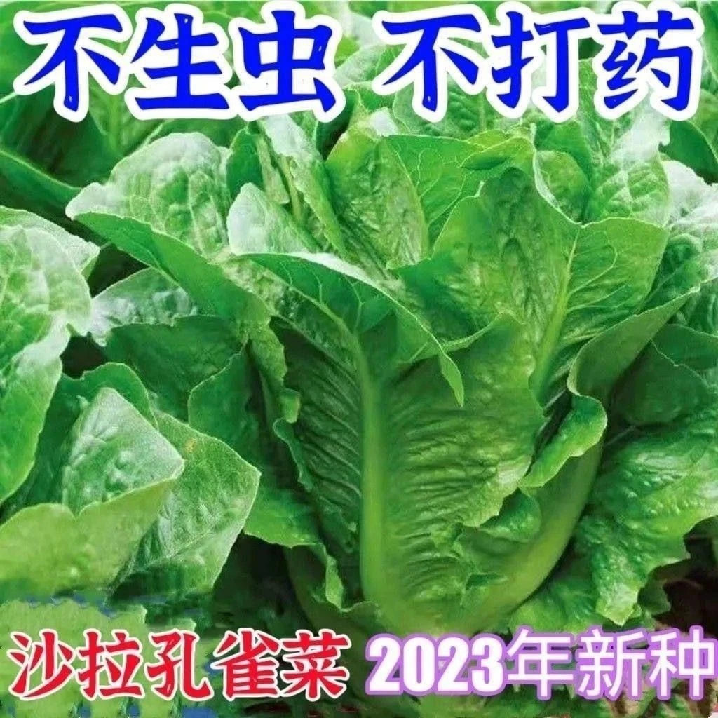 孔雀菜不生虫不打药生吃脆甜高营养直立生菜蔬菜种子大全