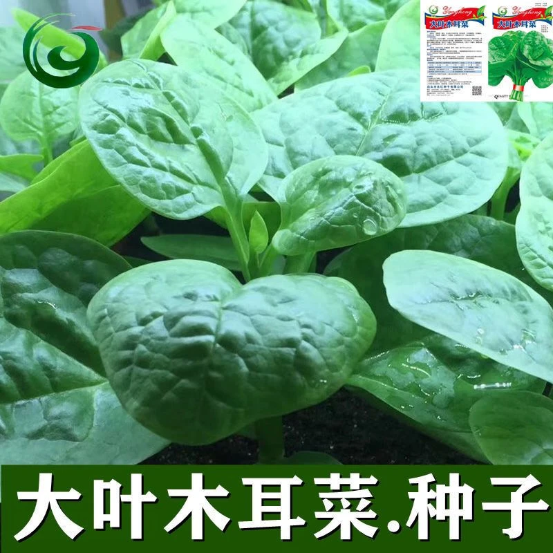 大叶木耳菜种子高钙肉厚白杆摩尔菜叶子绿叶蔬菜种子