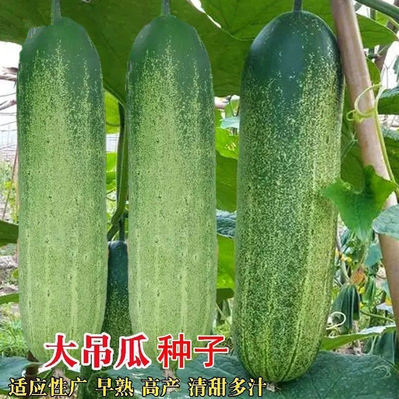大青吊瓜种子花青大吊瓜油绿大黄瓜种籽易种植高产农家四季蔬菜种