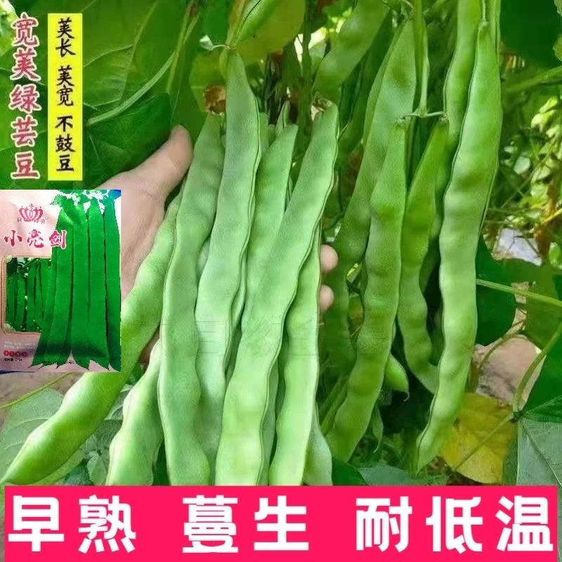 高产宽扁四季豆种子小亮剑架豆种子青芸豆种四季庭院蔬菜种子大全